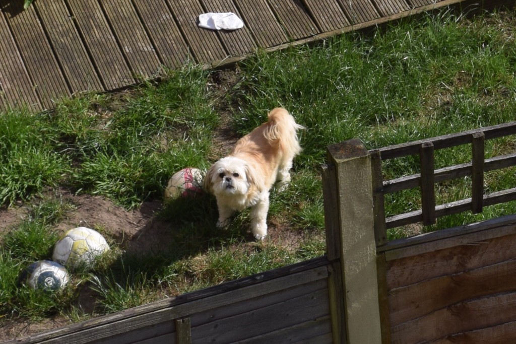 Nachbar's Hund war nicht damit einverstanden fotografiert zu werden und bellte mich an.