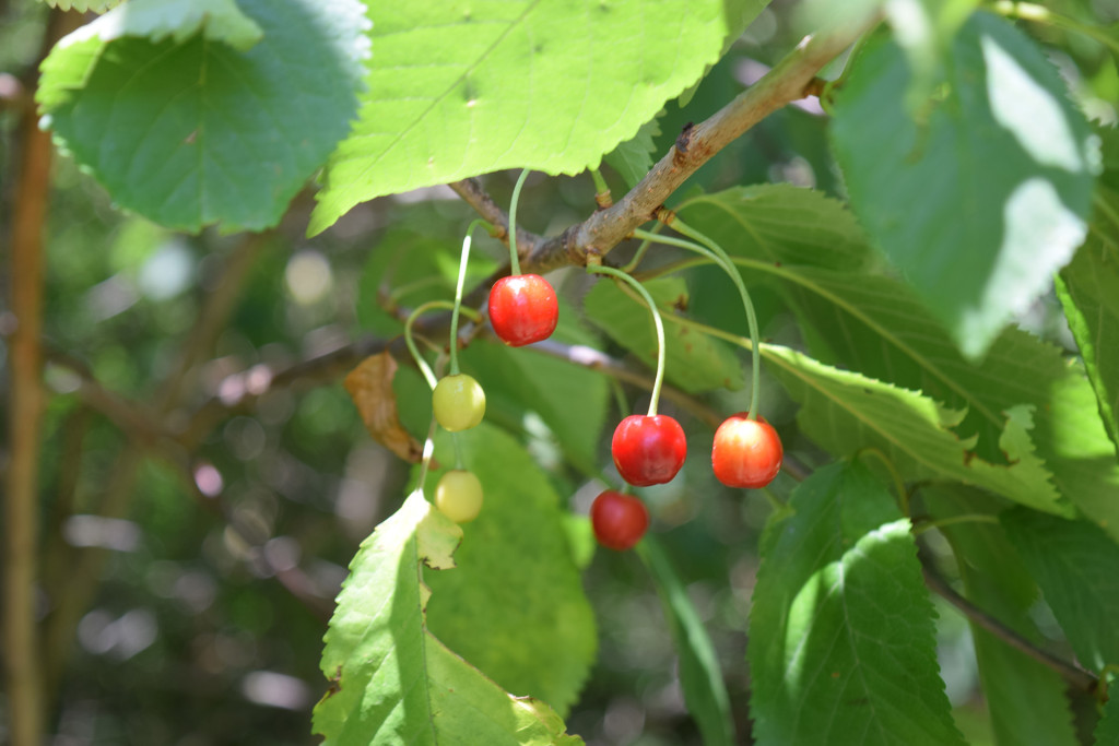 image-026-2015-07-04