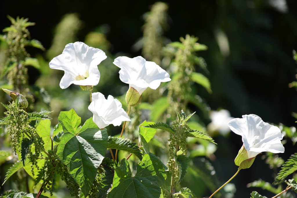 image-058-2015-07-04