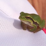 Frosch
